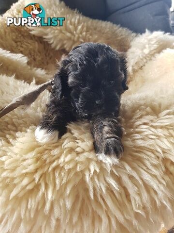 shoodle (toy)   shihtzu x Toy poodle 2 puppies left