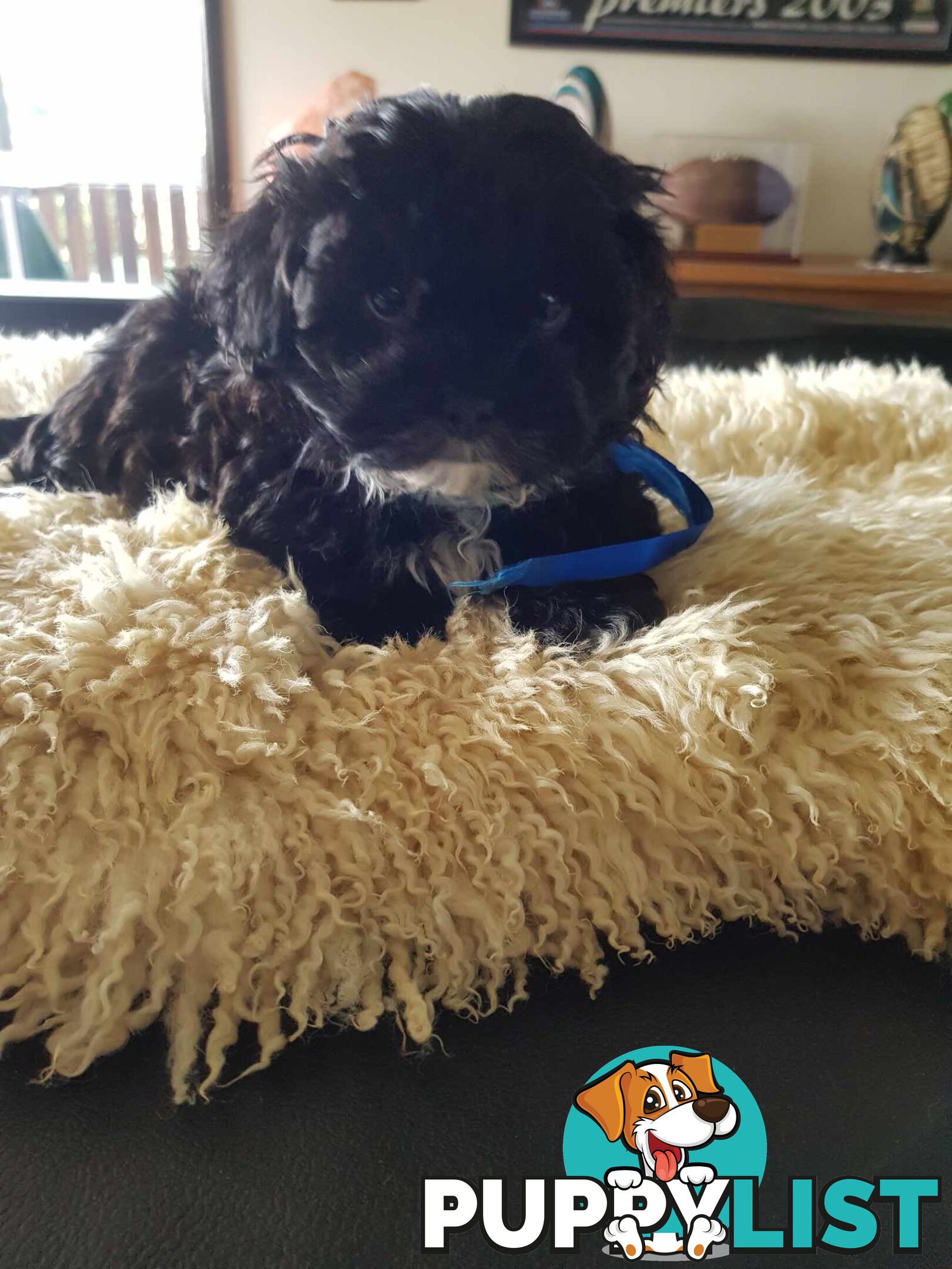 Shoodle     shihtzu x toy poodle