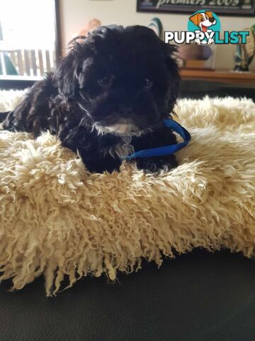 Shoodle     shihtzu x toy poodle