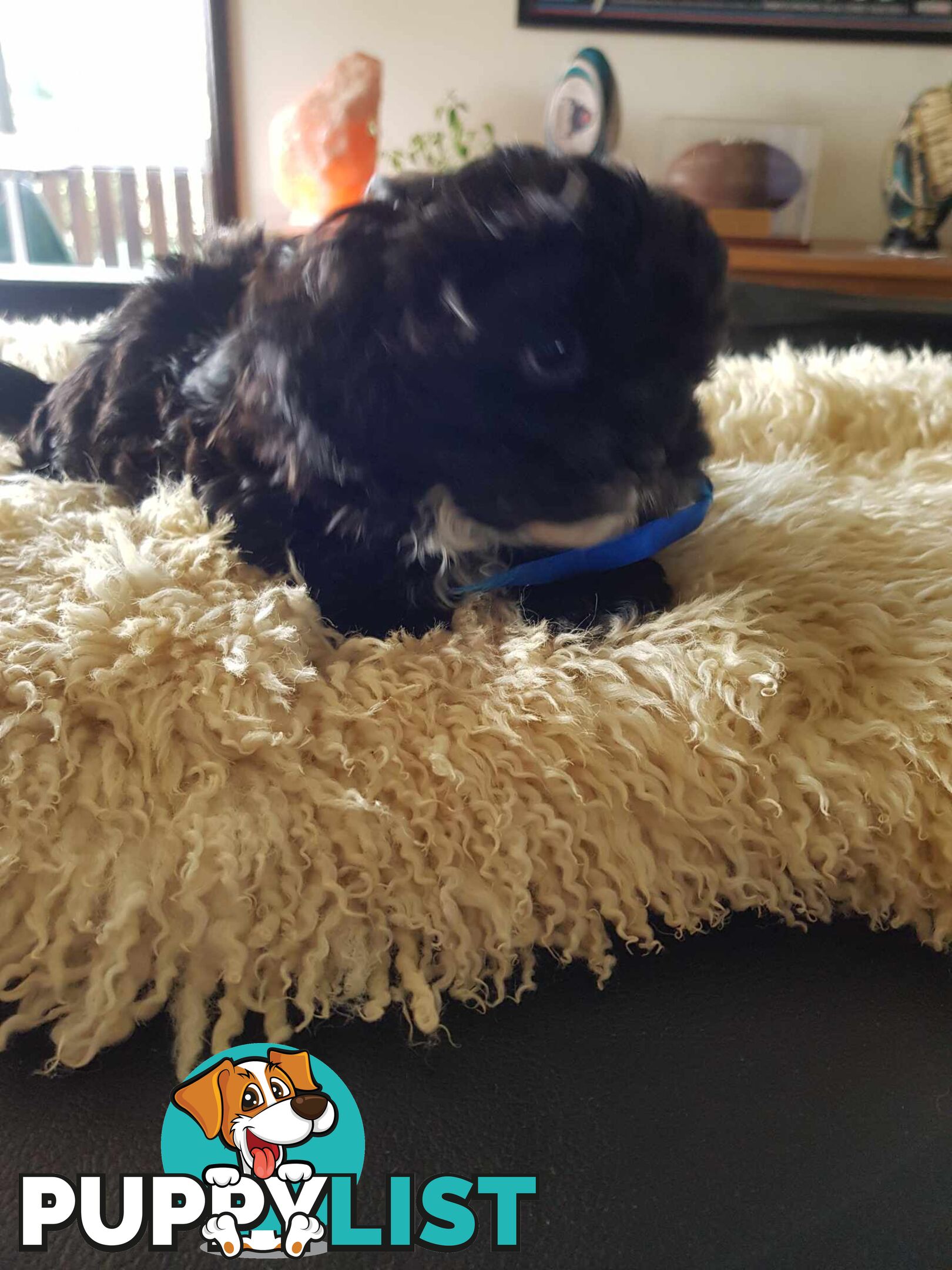 Shoodle     shihtzu x toy poodle