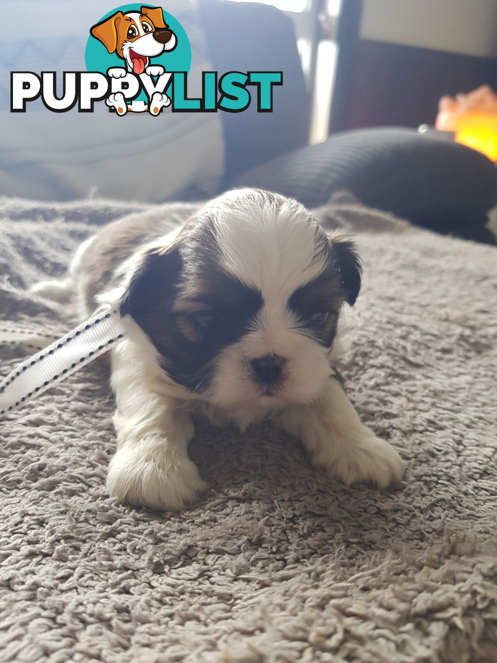 shih tzu puppies DNA cleared by parentage