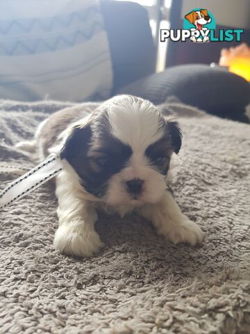 shih tzu puppies DNA cleared by parentage