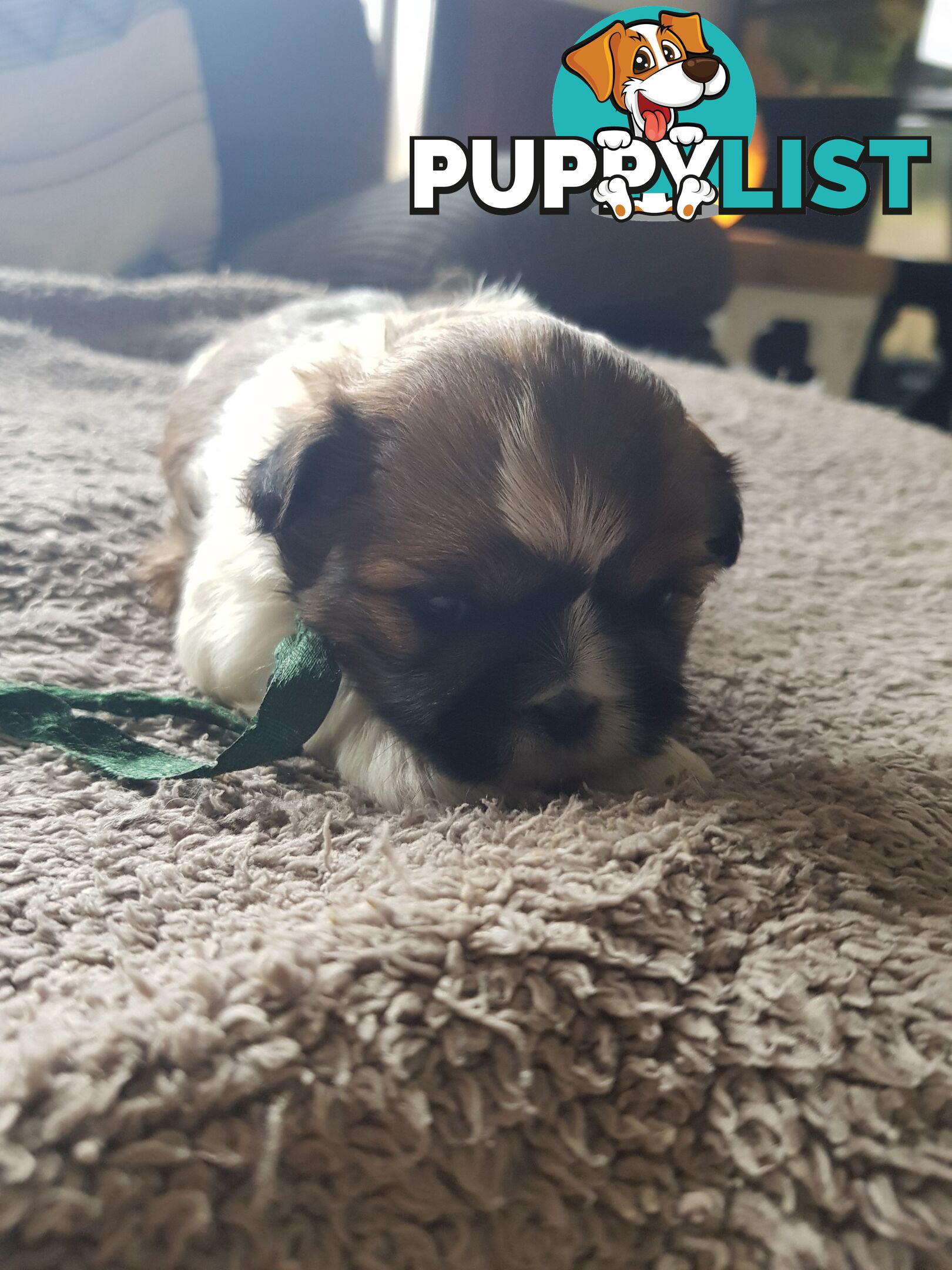 shih tzu puppies DNA cleared by parentage