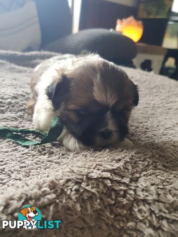 shih tzu puppies DNA cleared by parentage