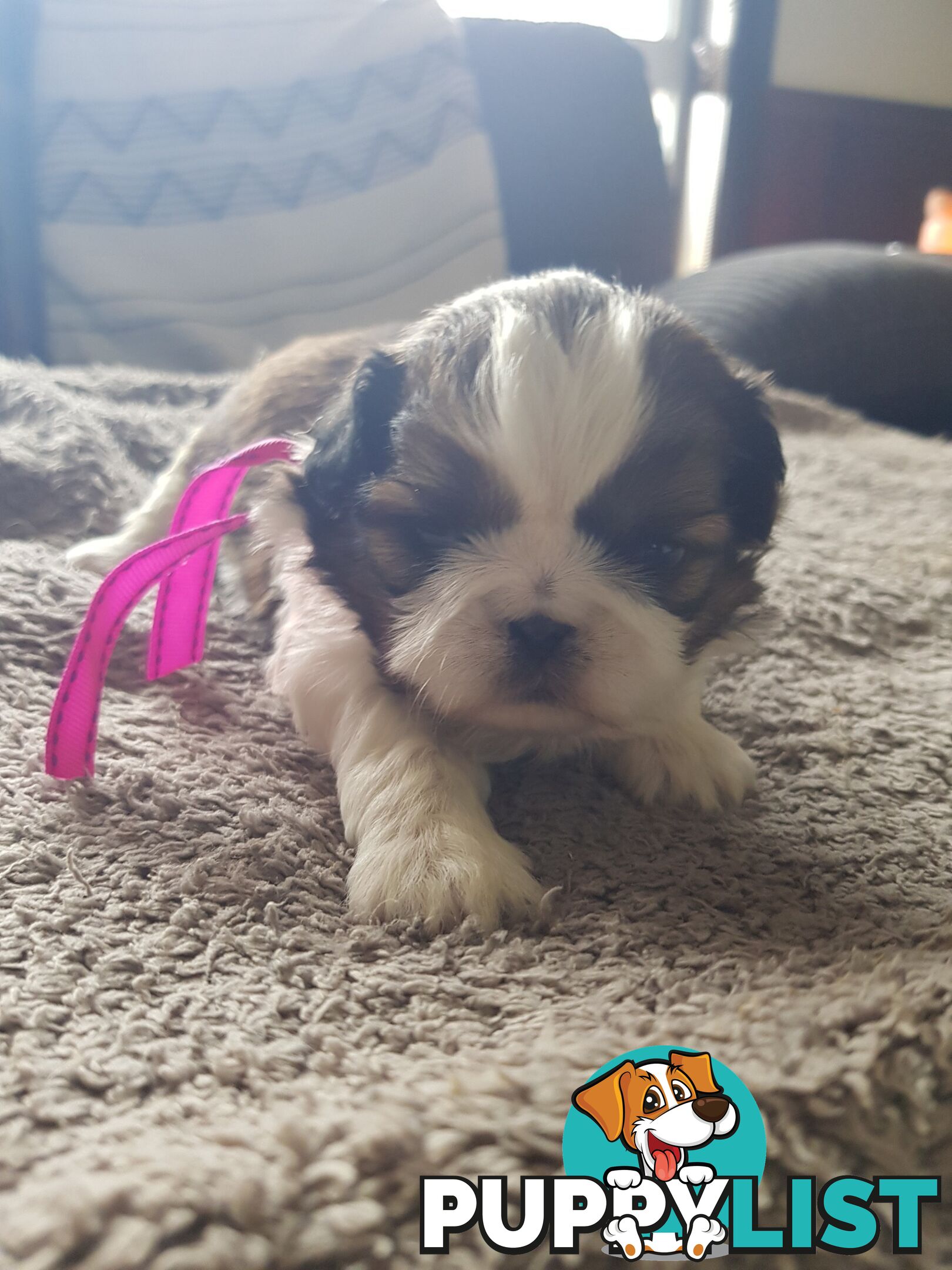 shih tzu puppies DNA cleared by parentage