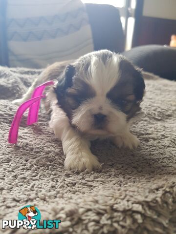 shih tzu puppies DNA cleared by parentage