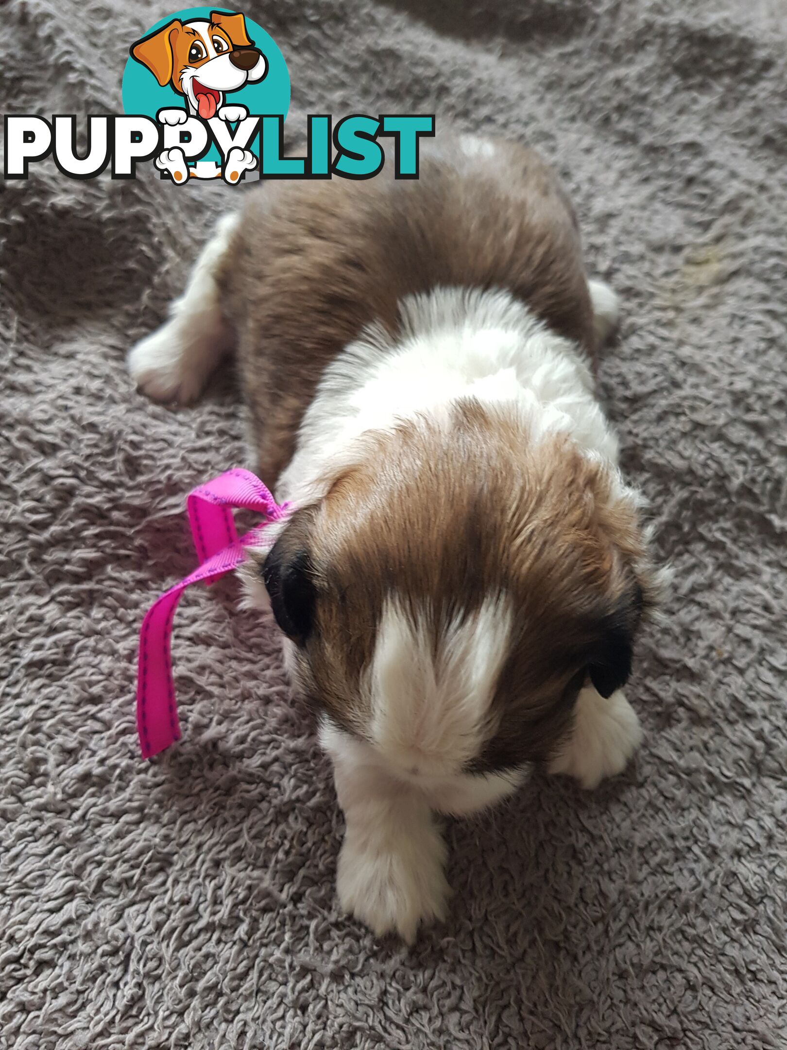 shih tzu puppies DNA cleared by parentage