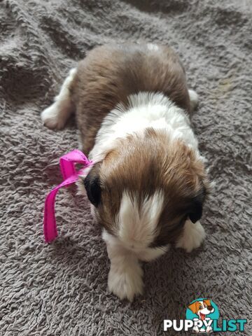 shih tzu puppies DNA cleared by parentage