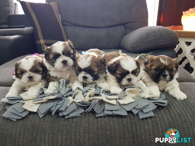 shih tzu puppies DNA cleared by parentage