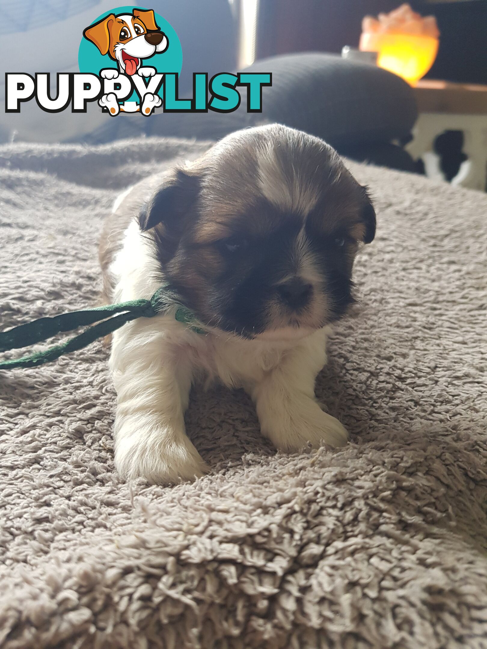 shih tzu puppies DNA cleared by parentage