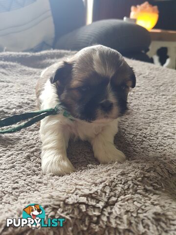 shih tzu puppies DNA cleared by parentage