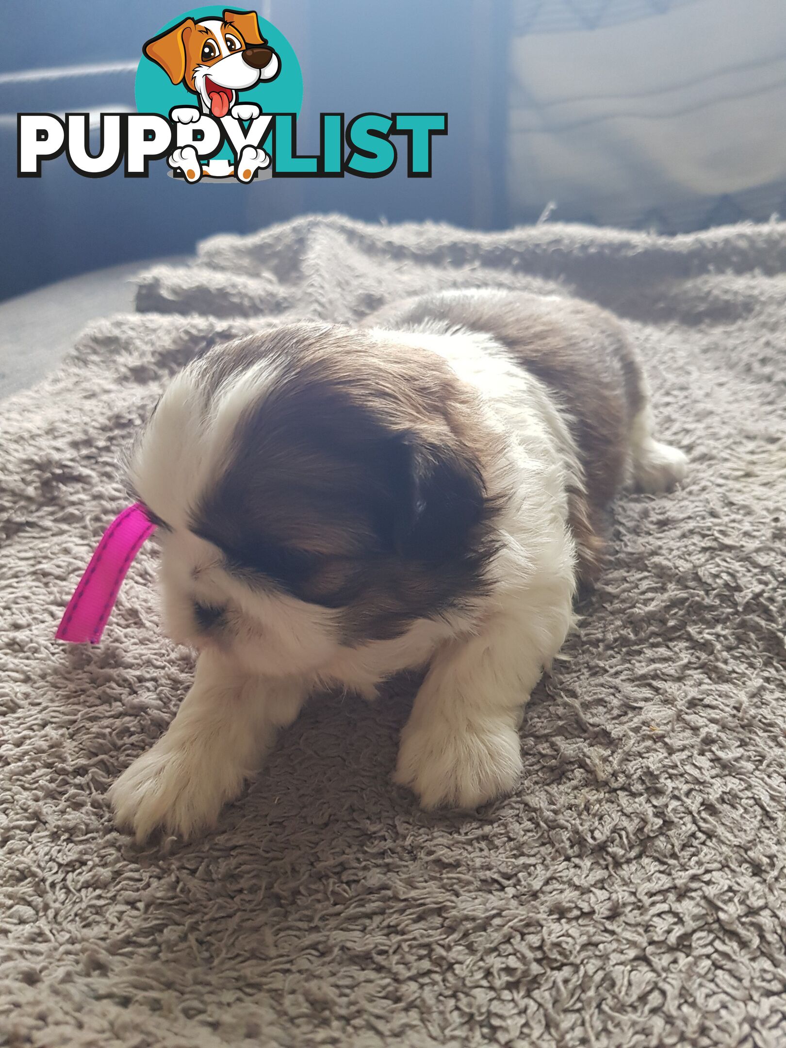 shih tzu puppies DNA cleared by parentage