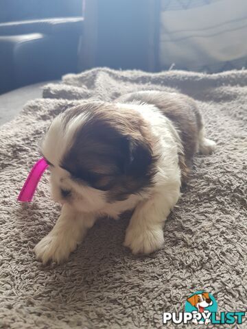 shih tzu puppies DNA cleared by parentage