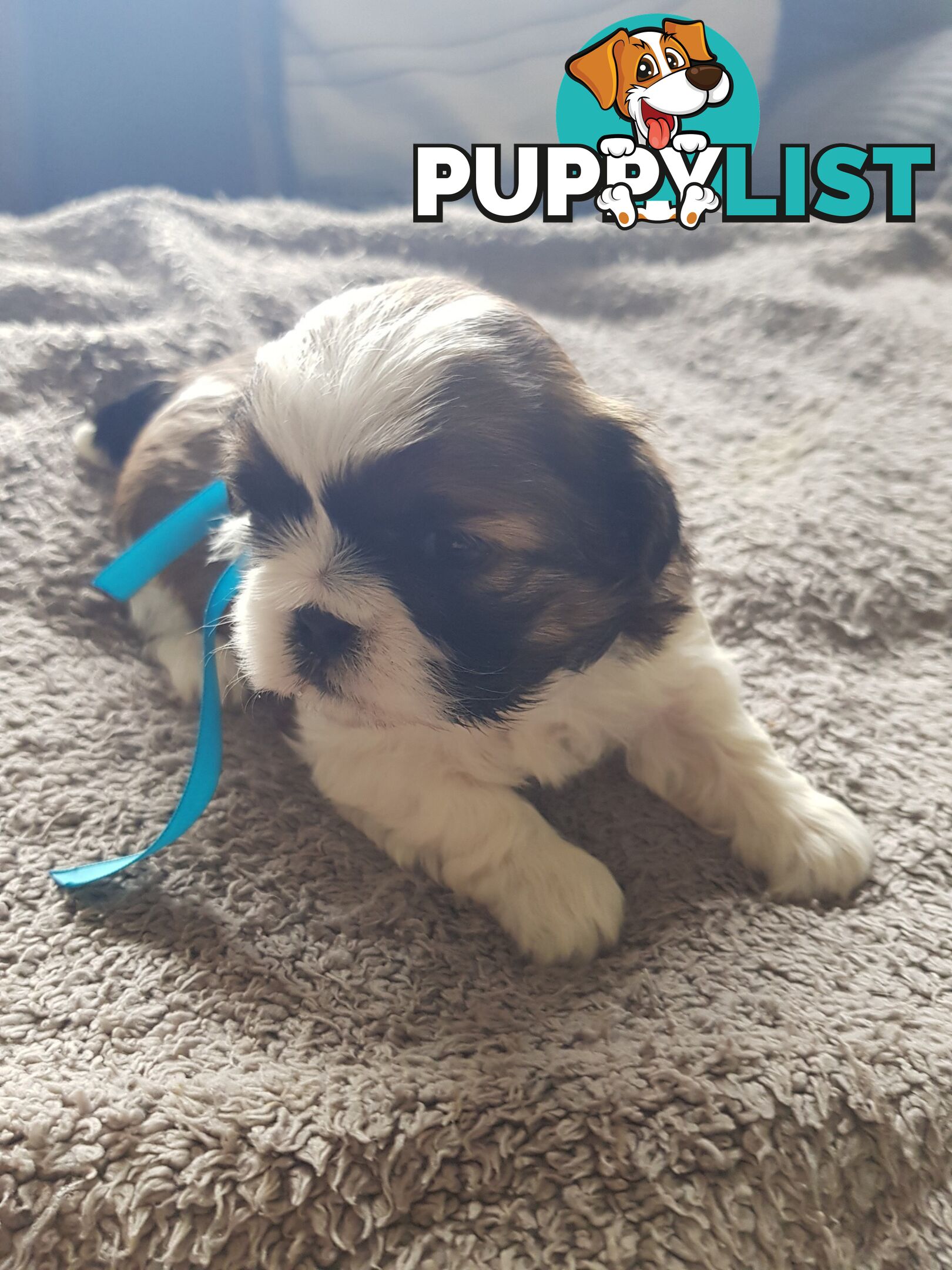 shih tzu puppies DNA cleared by parentage