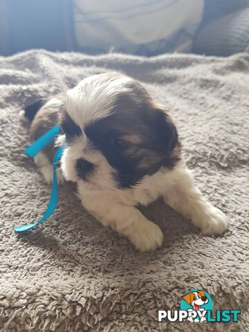 shih tzu puppies DNA cleared by parentage