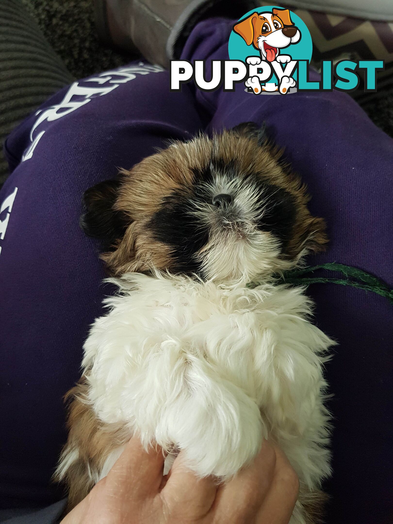 shih tzu puppies DNA cleared by parentage