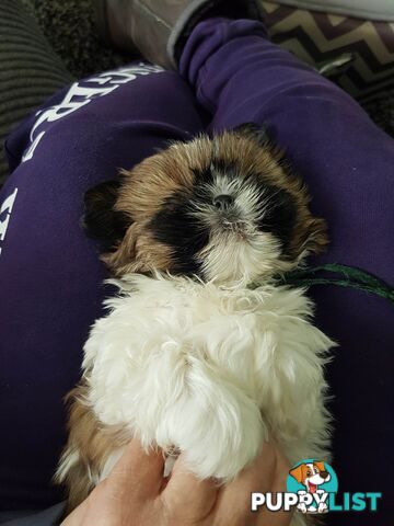 shih tzu puppies DNA cleared by parentage