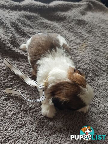 shih tzu puppies DNA cleared by parentage