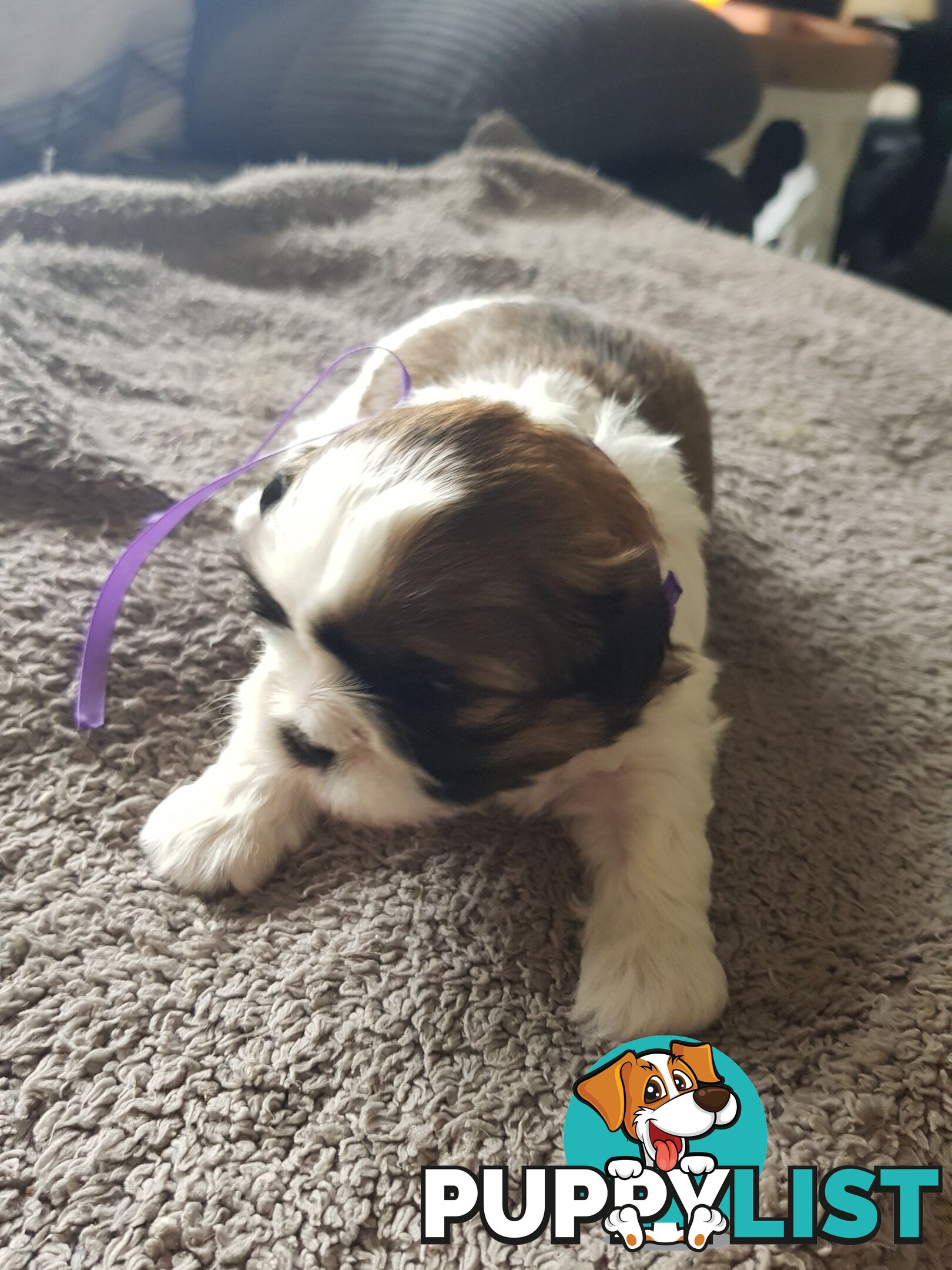 shih tzu puppies DNA cleared by parentage