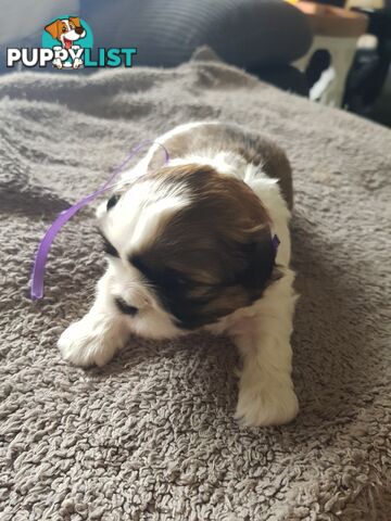 shih tzu puppies DNA cleared by parentage