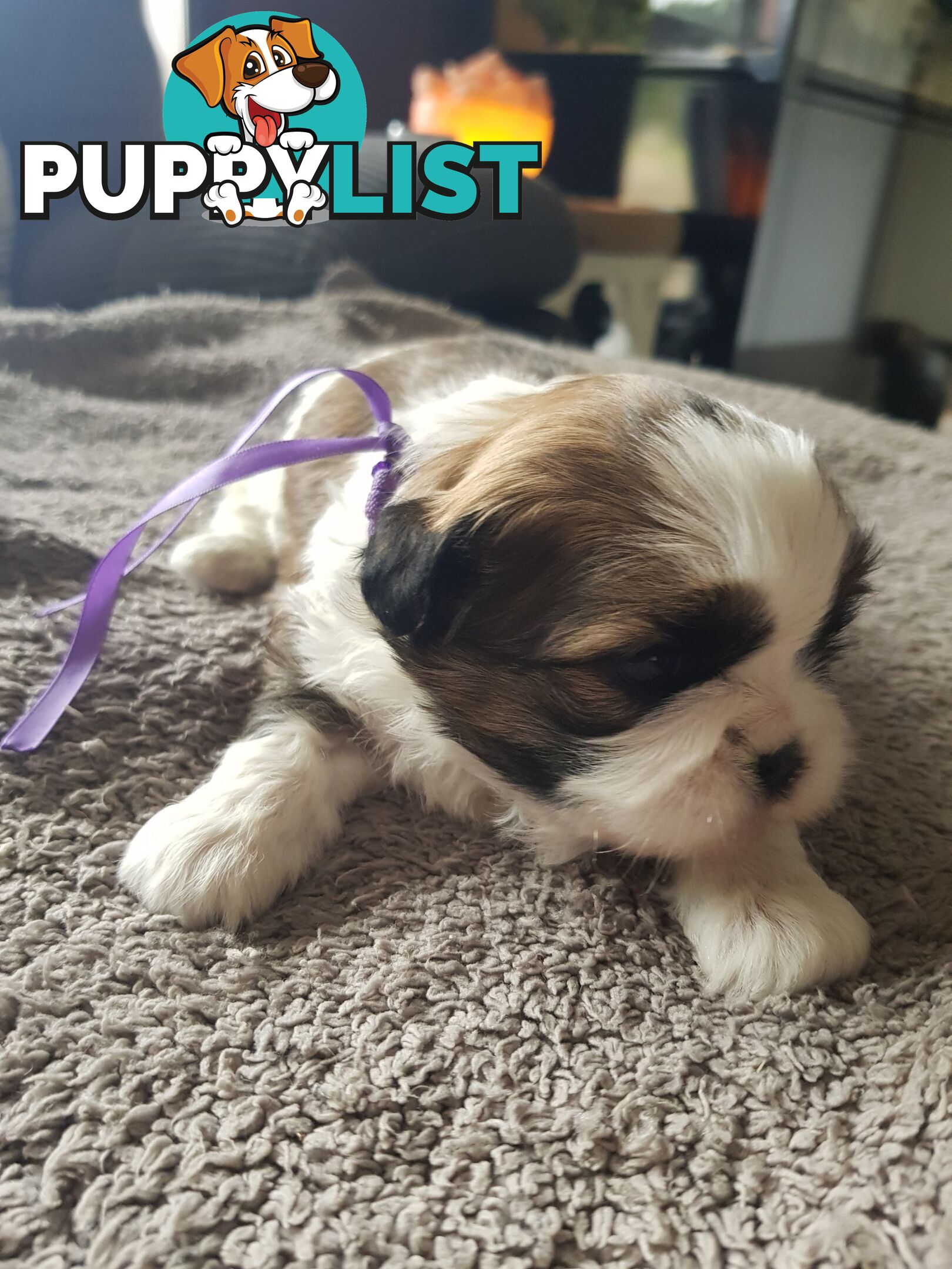 shih tzu puppies DNA cleared by parentage