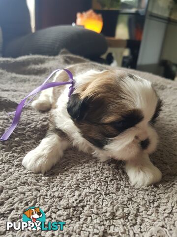 shih tzu puppies DNA cleared by parentage