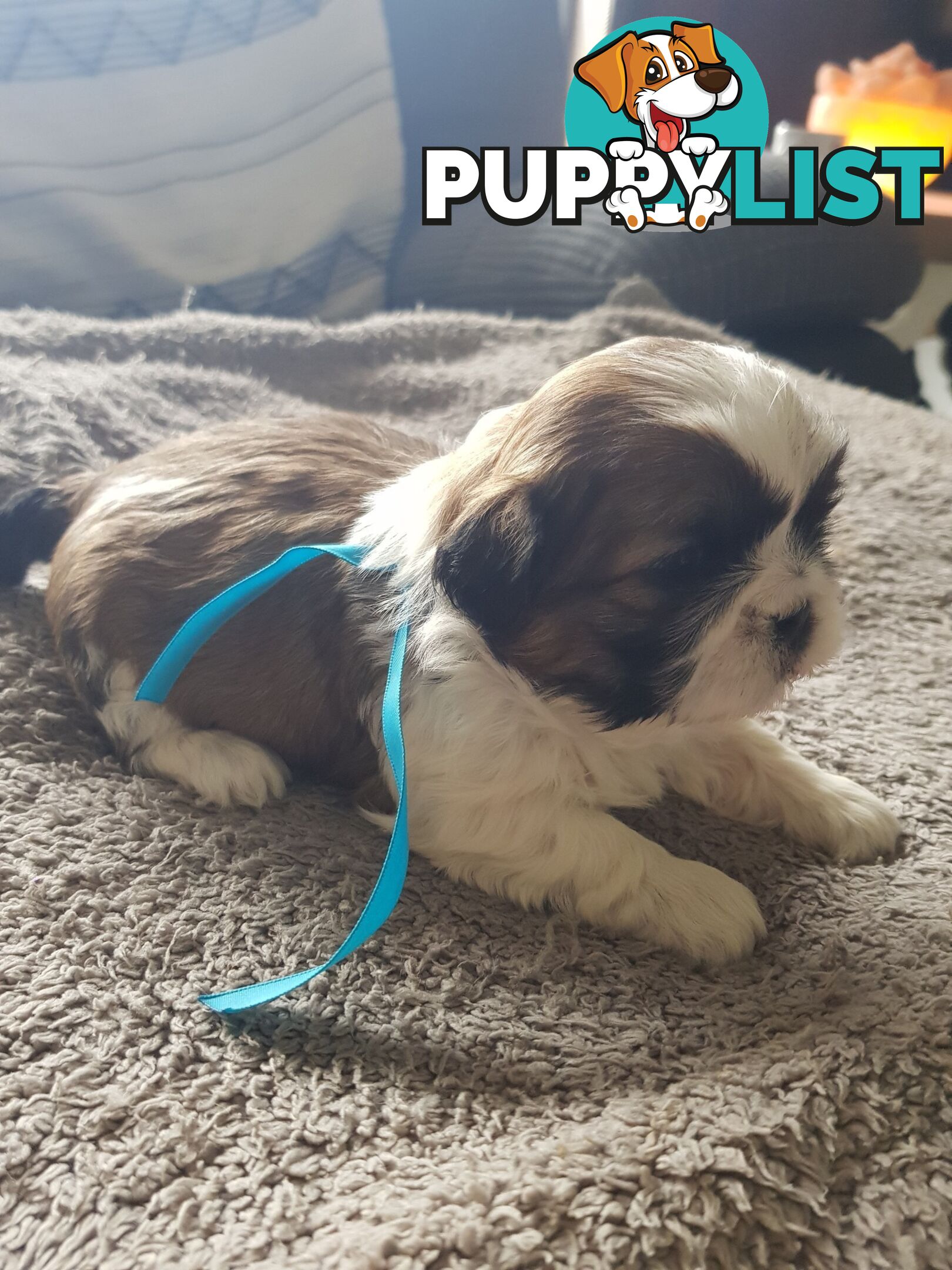 shih tzu puppies DNA cleared by parentage