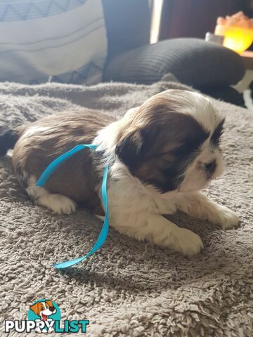 shih tzu puppies DNA cleared by parentage