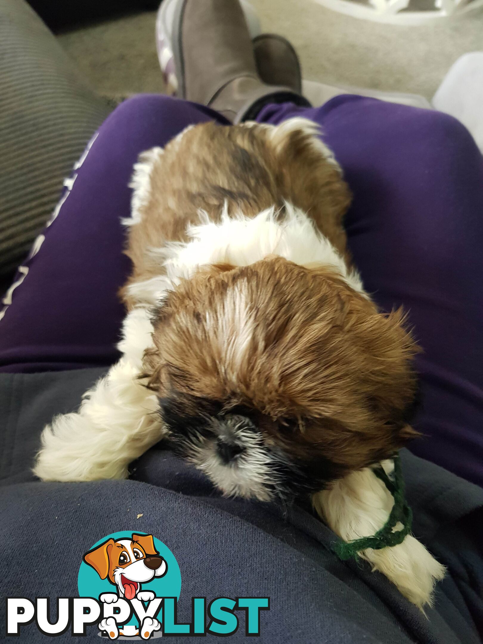 shih tzu puppies DNA cleared by parentage