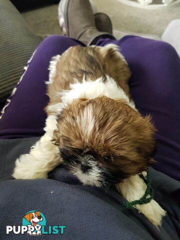 shih tzu puppies DNA cleared by parentage