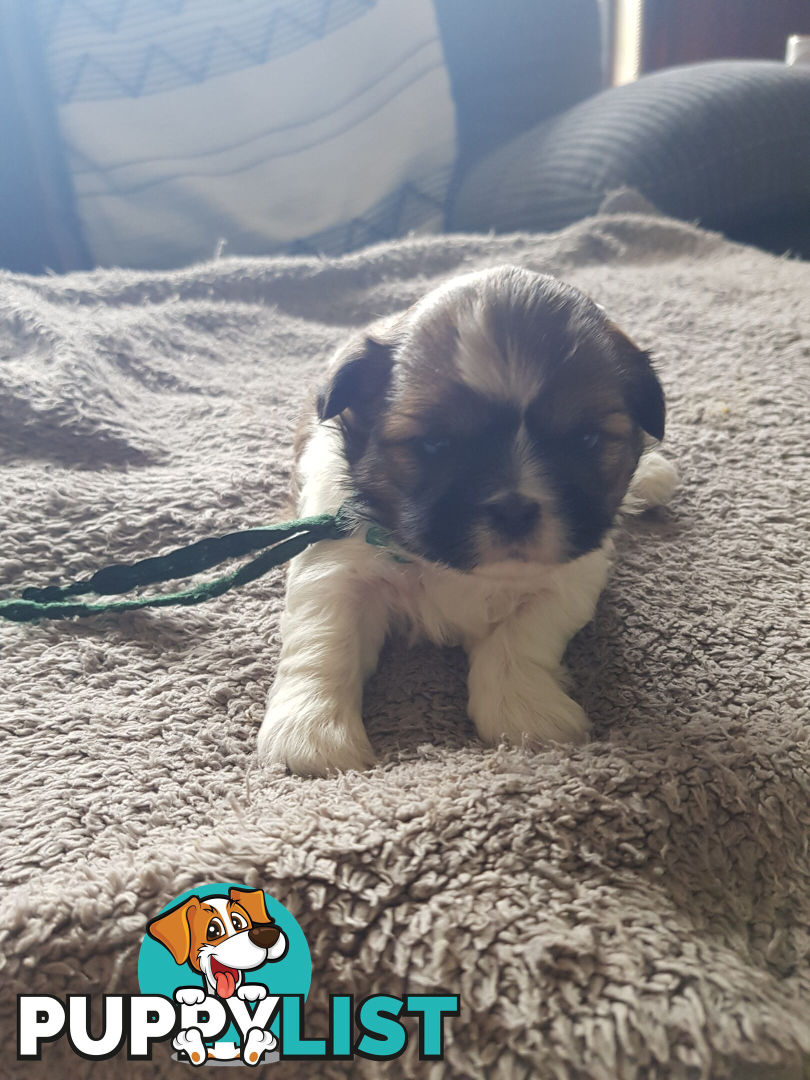 shih tzu puppies DNA cleared by parentage