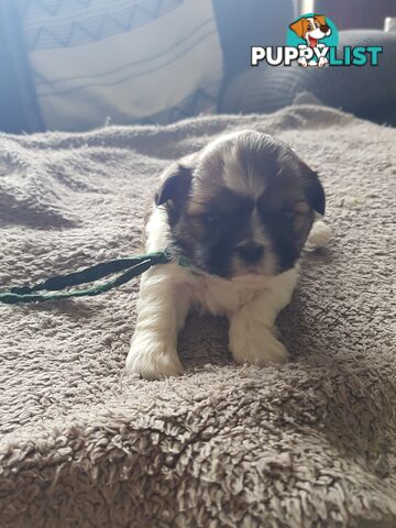 shih tzu puppies DNA cleared by parentage