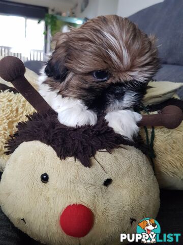 shih tzu puppies DNA cleared by parentage