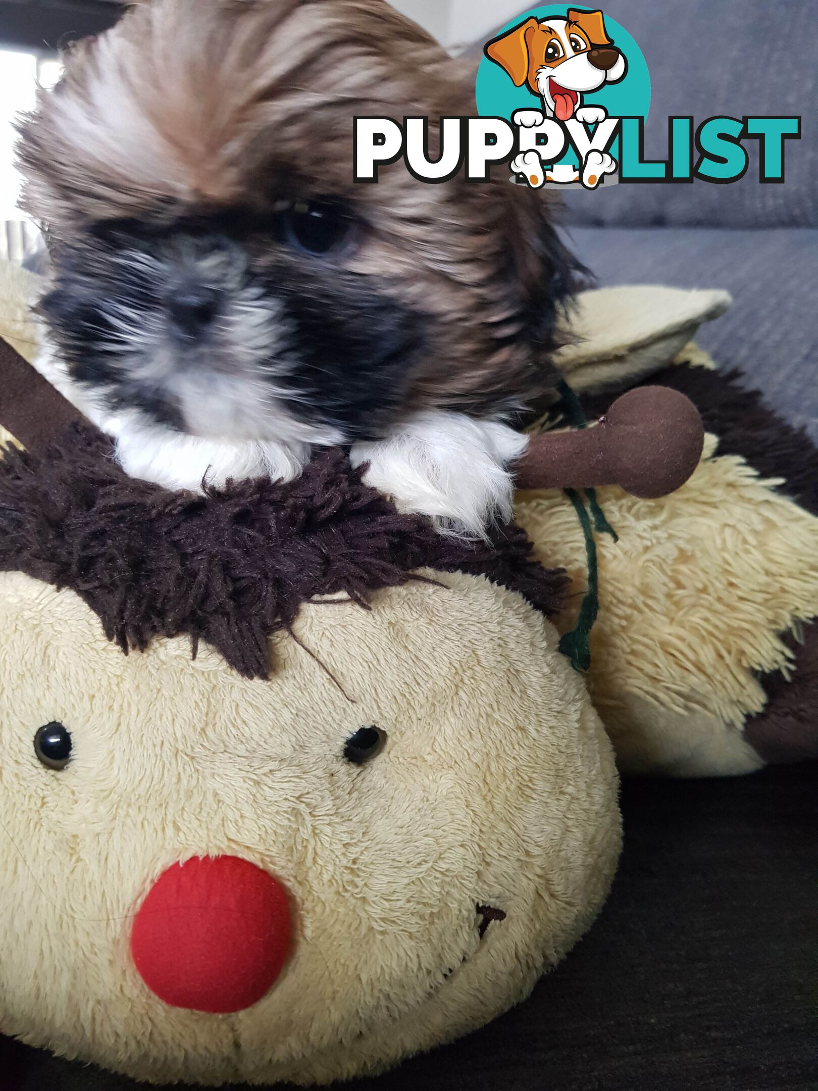 shih tzu puppies DNA cleared by parentage