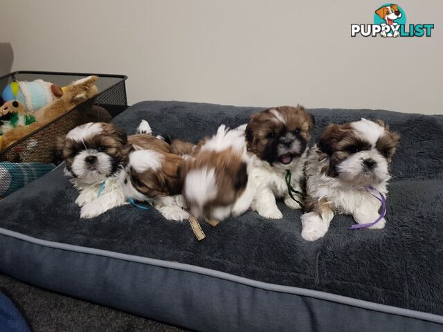 shih tzu puppies DNA cleared by parentage