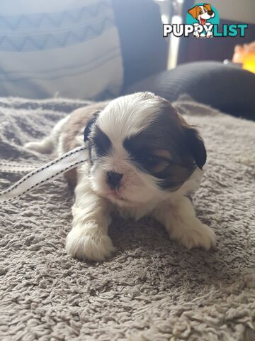 shih tzu puppies DNA cleared by parentage