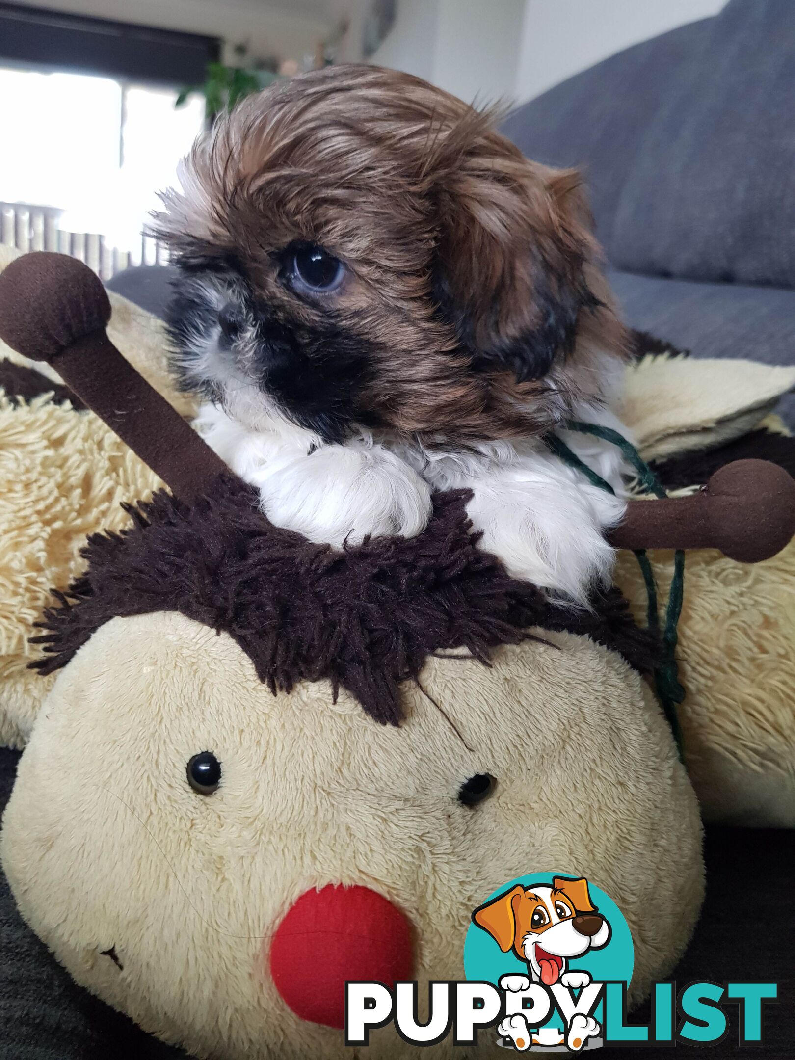 shih tzu puppies DNA cleared by parentage