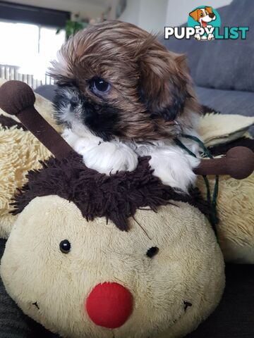 shih tzu puppies DNA cleared by parentage