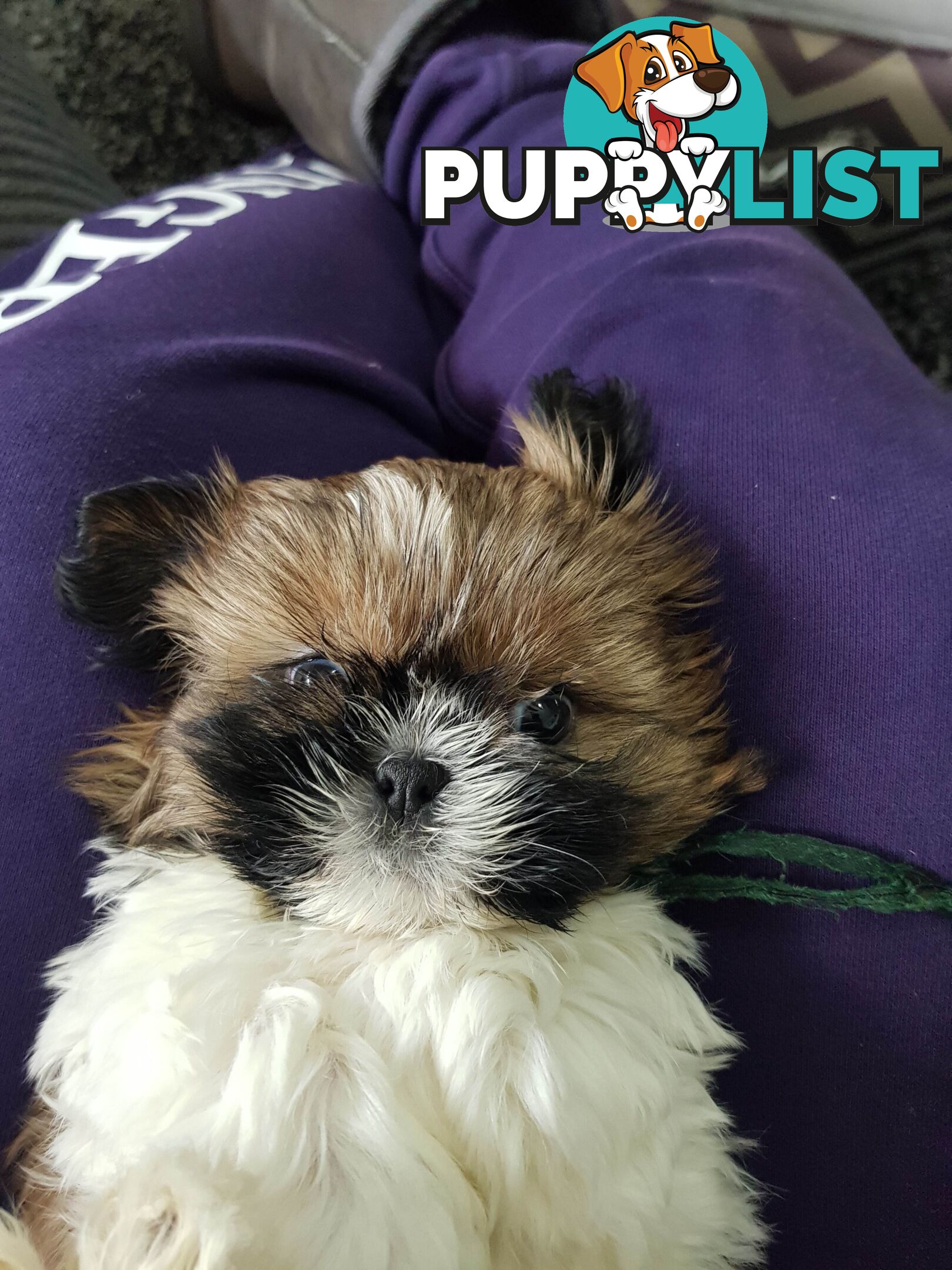 shih tzu puppies DNA cleared by parentage