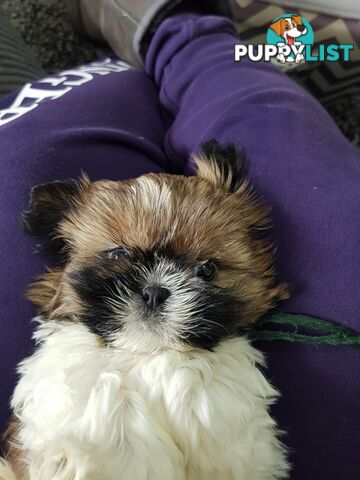 shih tzu puppies DNA cleared by parentage