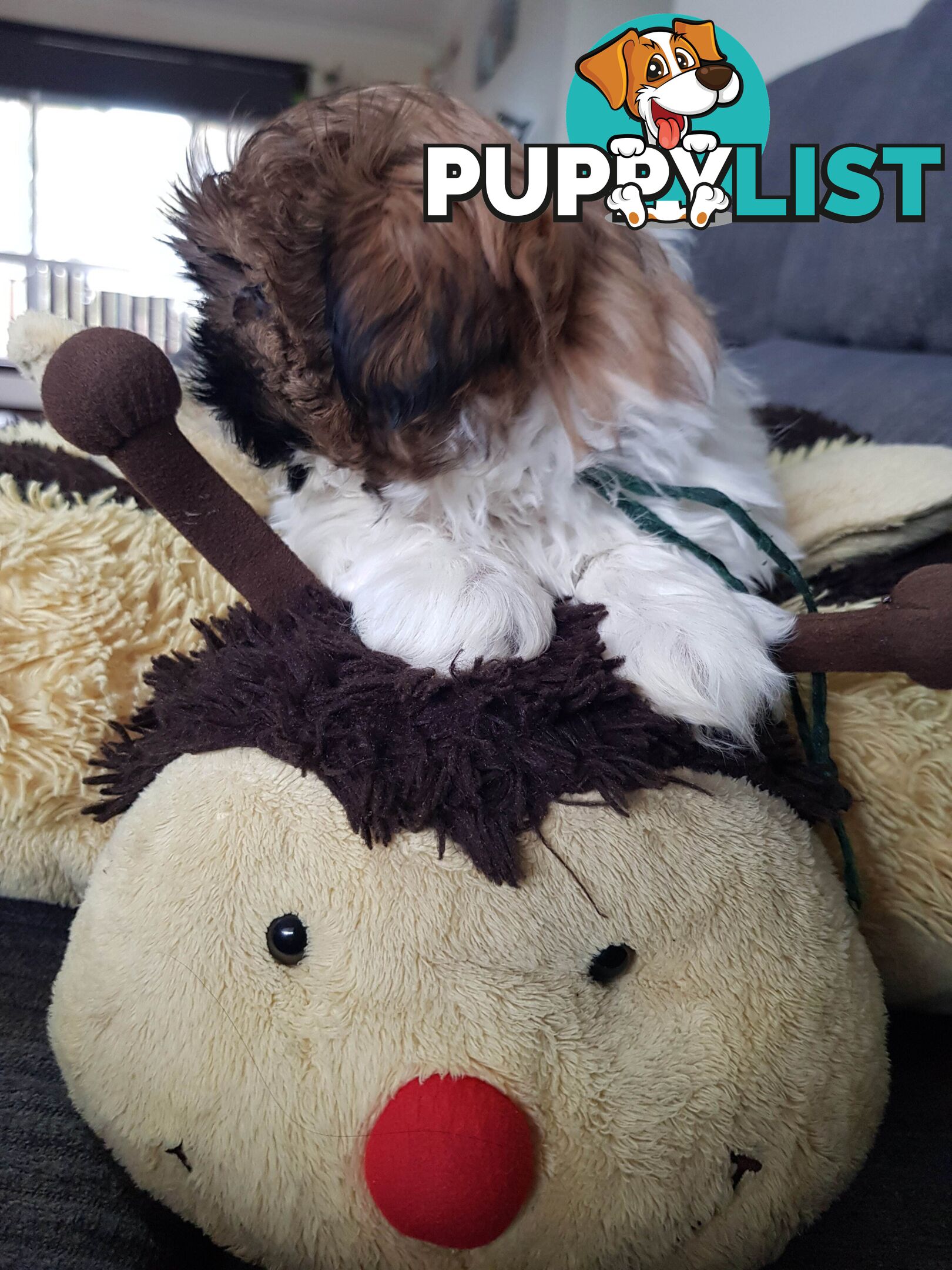 shih tzu puppies DNA cleared by parentage