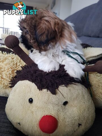 shih tzu puppies DNA cleared by parentage