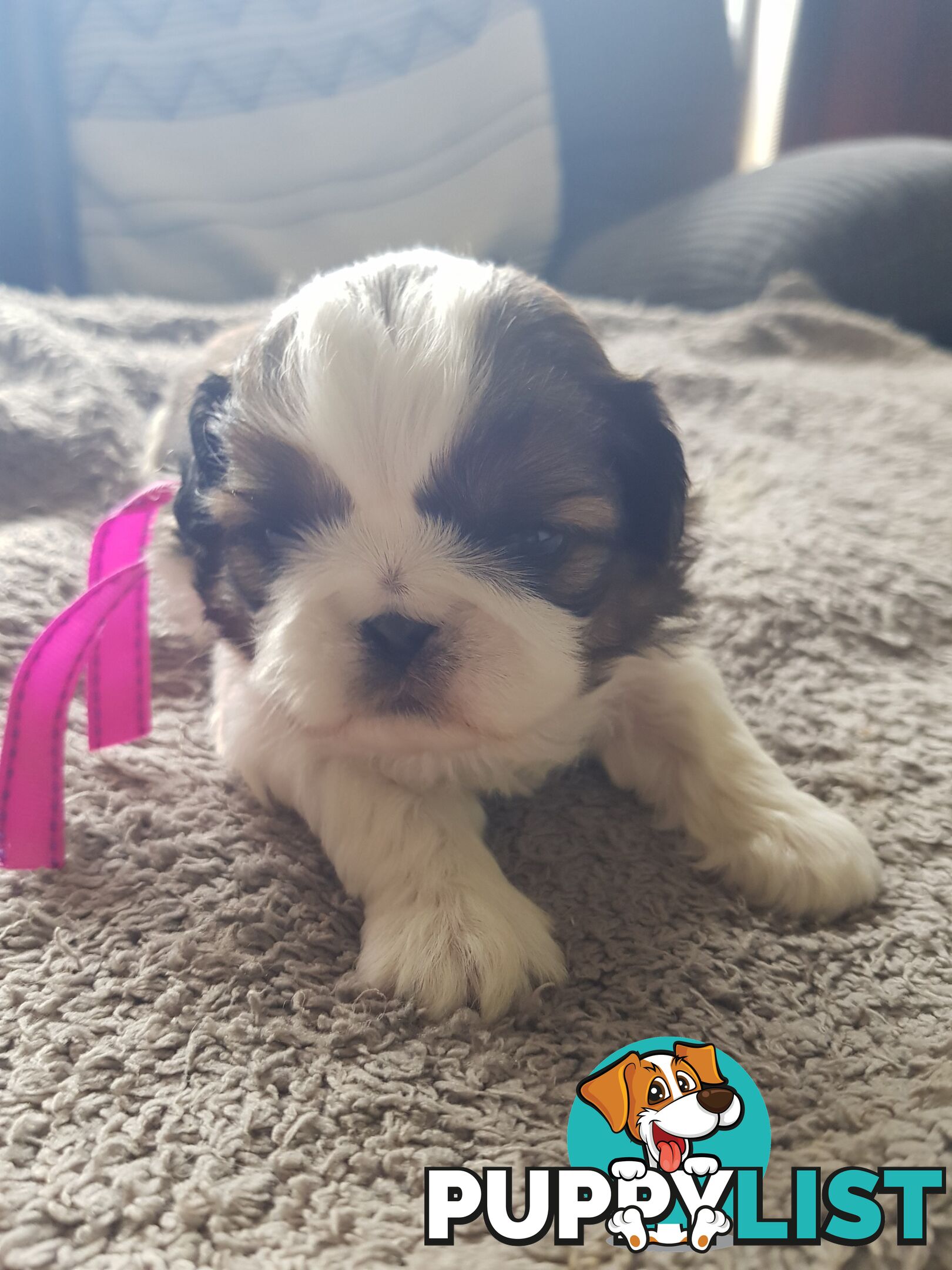 shih tzu puppies DNA cleared by parentage