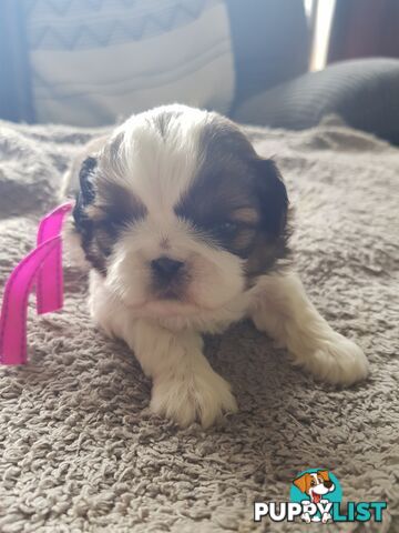 shih tzu puppies DNA cleared by parentage