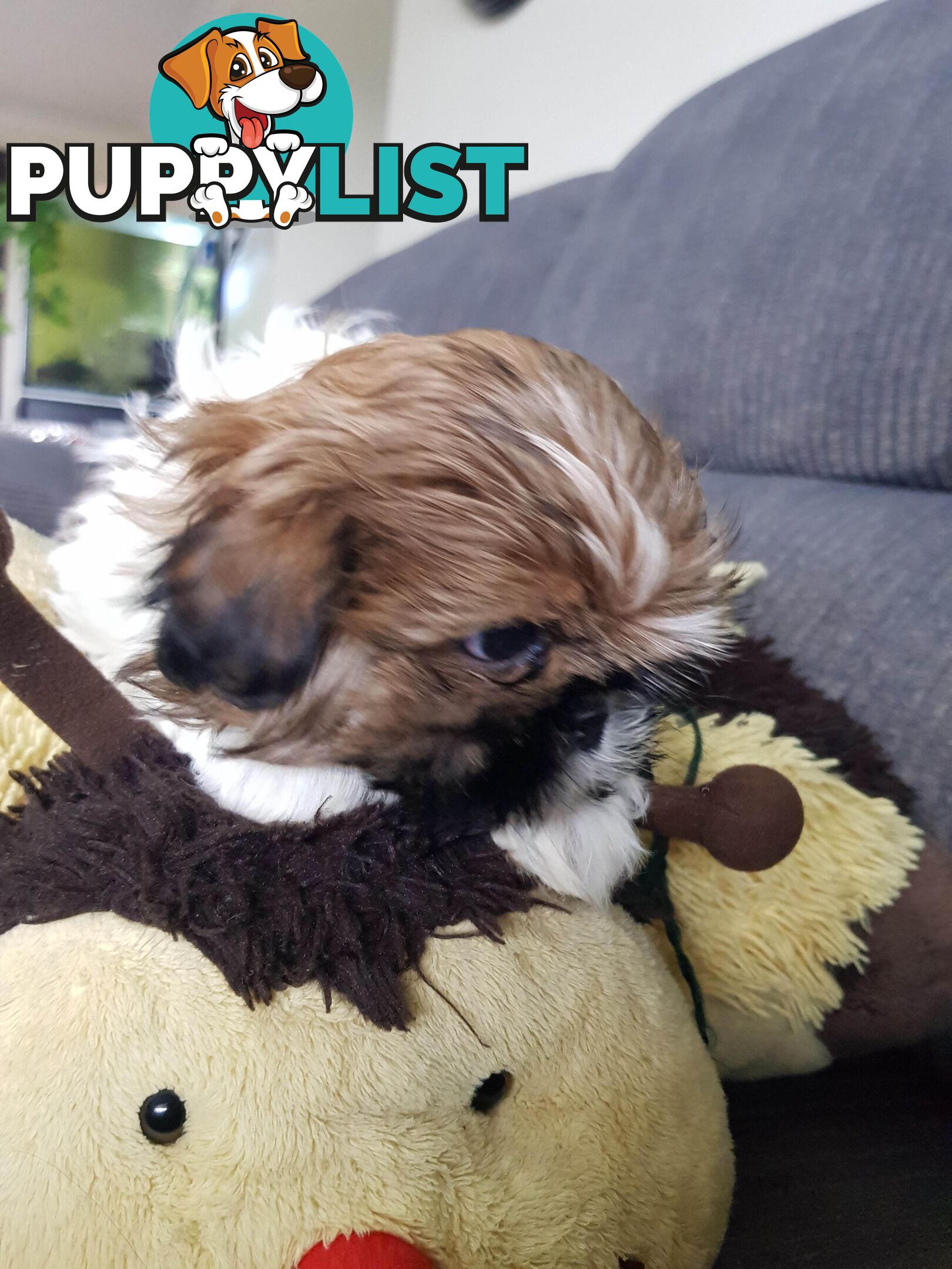 shih tzu puppies DNA cleared by parentage