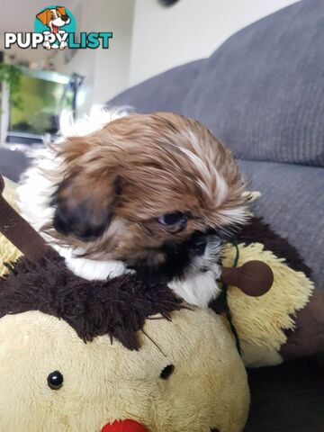 shih tzu puppies DNA cleared by parentage