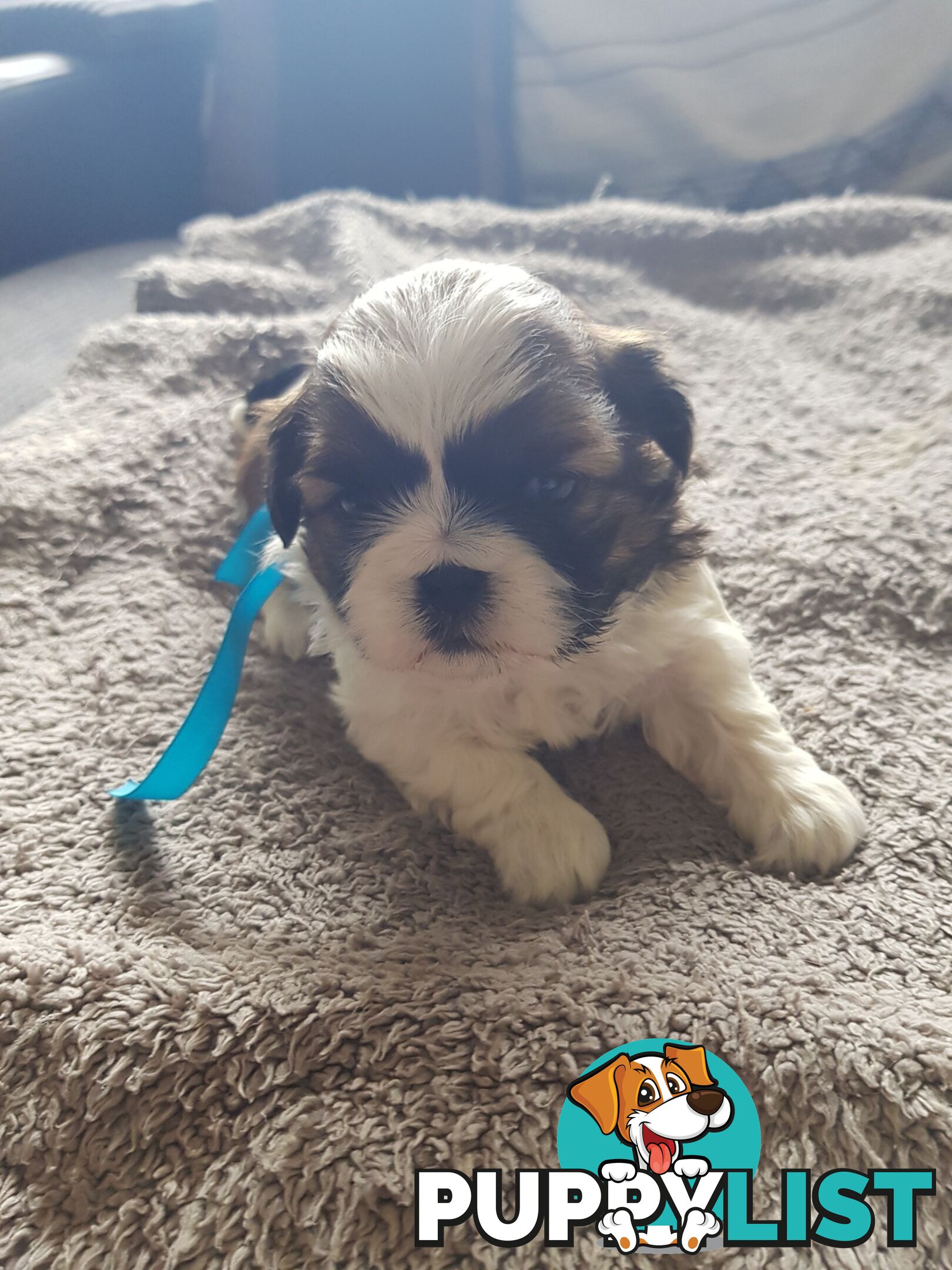 shih tzu puppies DNA cleared by parentage