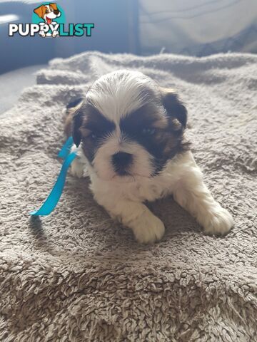shih tzu puppies DNA cleared by parentage