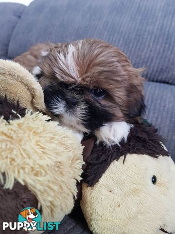 shih tzu puppies DNA cleared by parentage