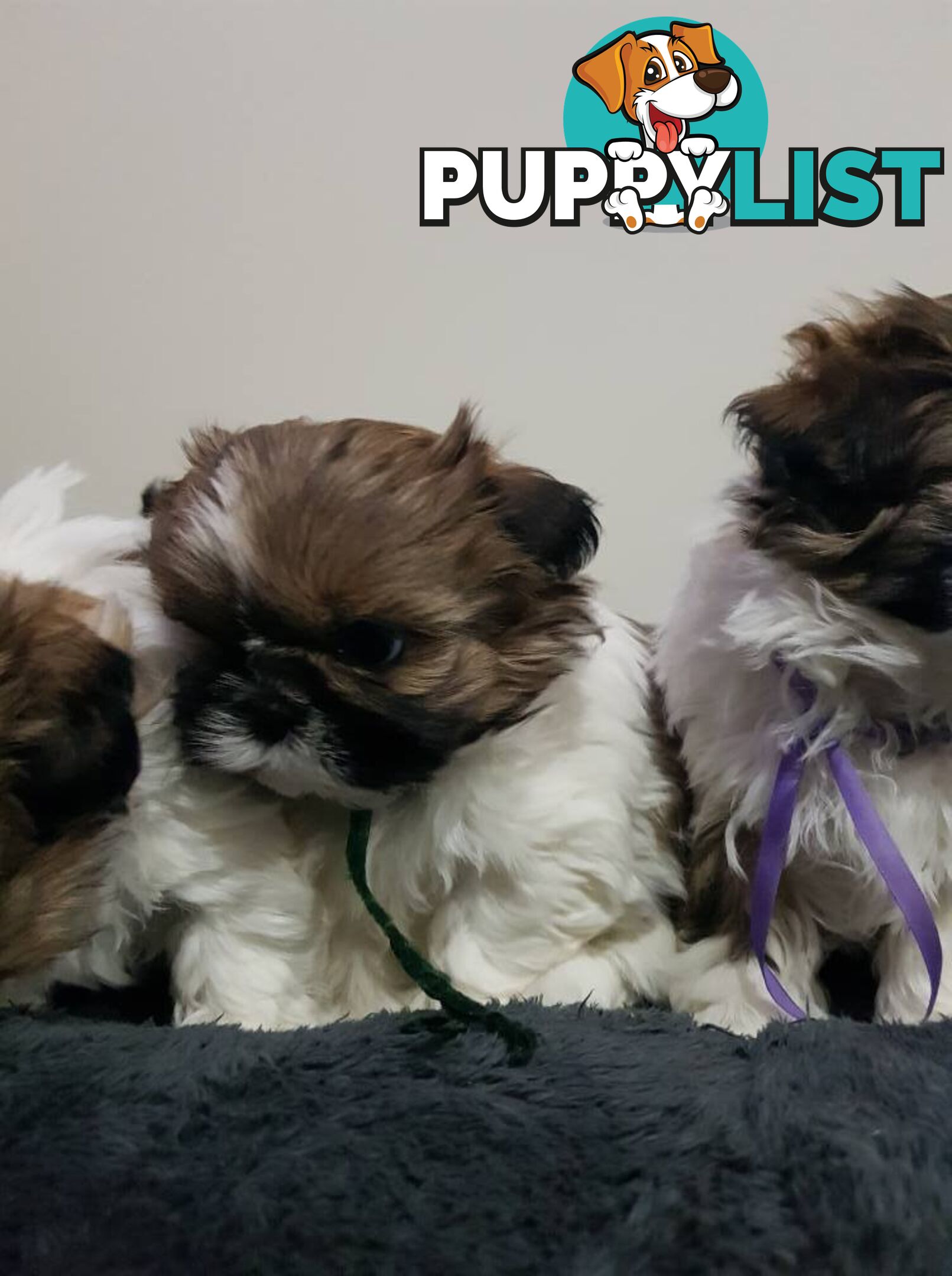 shih tzu puppies DNA cleared by parentage